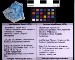 Foto (Objekt + Etiketten) von Gastrosacus levocardiacus (Robins, Feldmann & Schweitzer, 2013) (NHMW-GEO-1990-0041-0298)